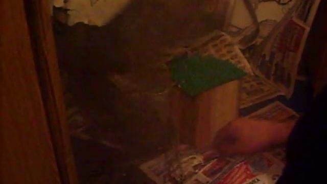 обучение ястреба тетеревятника! смотреть онлайн