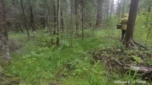 А что такое бывает? Лес весь в поганках и не одного съедобного , а на другой стороне есть грибы