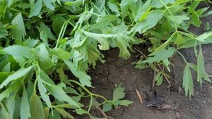 🌿 ЛЮБИСТОК 🌿 / Пряно-ароматическое и декоративное растение 🌱