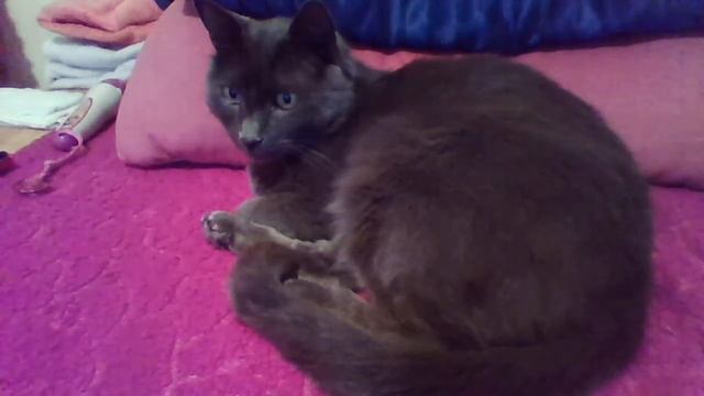 Кот Арсений!!! Знакомство!!! смотреть онлайн