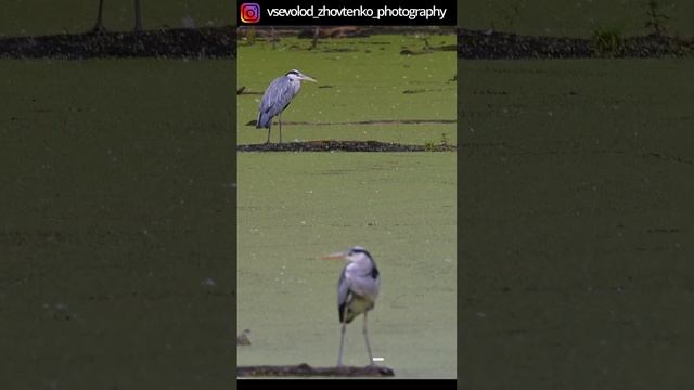    Чапля сіра рибалить. природа птахи birds