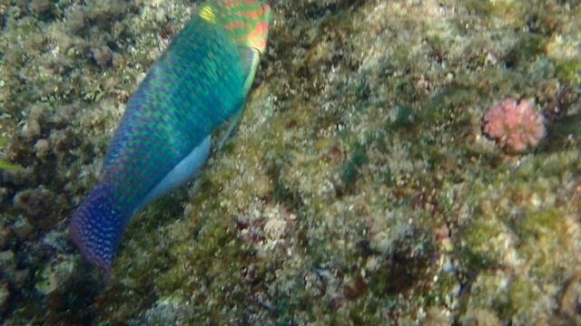 Индийский тамарин или шахматный губан.Halichoeres hortulanus.