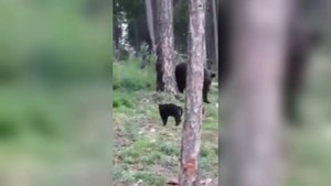 Домашний кот спас хозяев от медведя. Кот против медведя. Сat scare bear