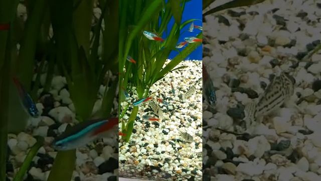 BLUE DILIS‼️😂 CHECK THIS OUT ‼️ BLUE DIAMOND HEAD NEON TETRA ‼️ #short смотреть онлайн