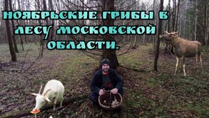 Ноябрьские грибы в лесу Московской области, после засушлевого лета. 09.11.2024 год.