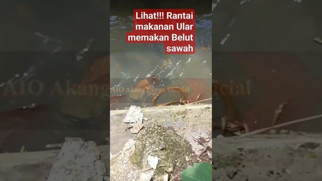 Lihat!!! Rantai makanan Ular memangsa Belut sawah di sungai kecil. #rantaimakanan #ularsawah #belut смотреть онлайн