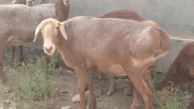 авгон арашан койлар 90 4099090 смотреть онлайн