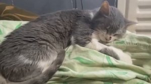 🆘У Саши (кошки с раком) второй сеанс химиотерапии под угрозой срыва❗