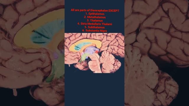 Diencephalon | Brain | Anatomy | Neuroanatomy #anatomy #neuroscience #brain #neuro #neuroanatomy
