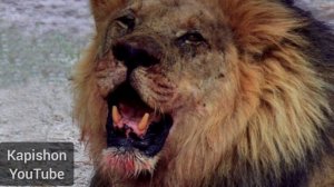 СИЛЬНЫЙ НАШИД (ЙА ИХВАТИ) О мои Братья