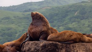 Сахалин Кунашир