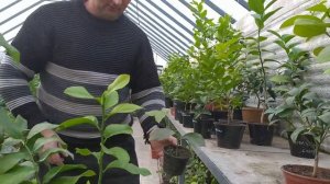 Павловський лимон на продаж🍋