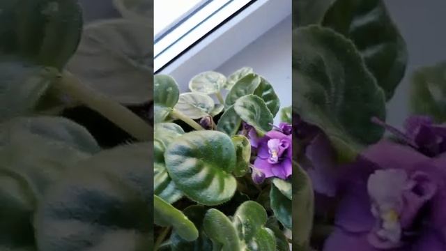 глазок и лиловая смотреть онлайн