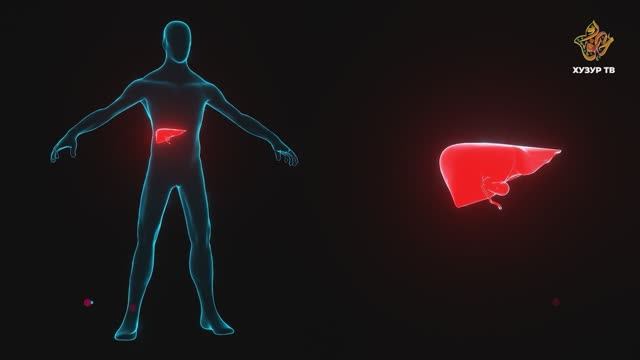 Чудеса сотворения | Может ли прожить человек без печени?