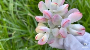 Cotyledon Orbiculata cv Oophylla Variegata