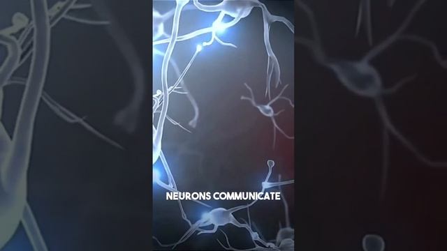 Central nervous system (CNS)..&. Peripheral nervous system (PNS)