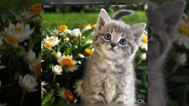 Жануарлар дауысы.голос животных.animal voice смотреть онлайн