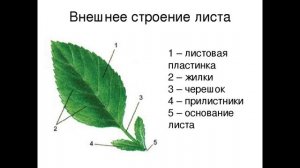 Юниор Биология для начинающего олимпиадника 6 класс Тема 2