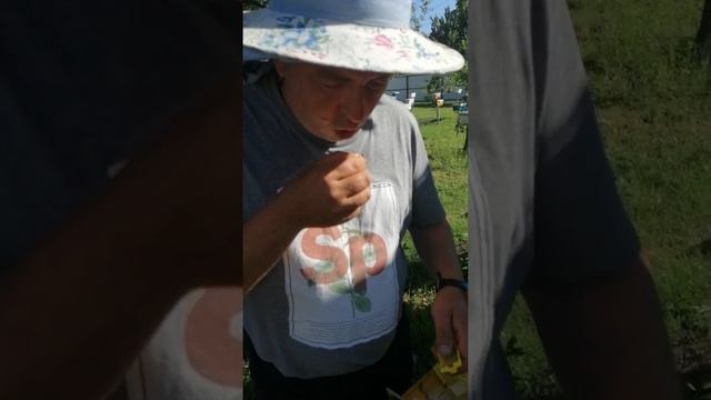 Вывод маток смотреть онлайн