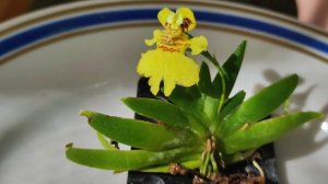 Erycina pusilla.