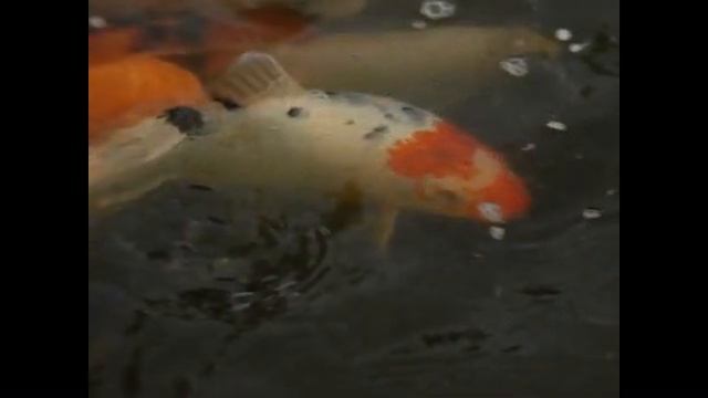 Garden in Lesve, Belgium смотреть онлайн