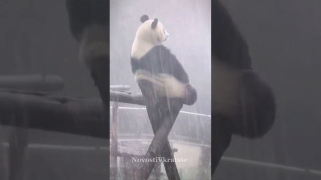 Панды сами по себе добрейшие, но и дурашливые смотреть онлайн