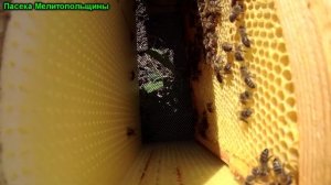 Объединение Роя с безматочной семьей результат