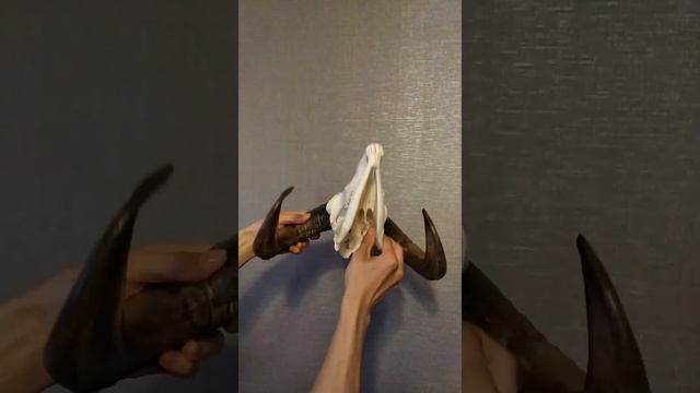 Череп Барана - Таксидермия  Relaxing Music