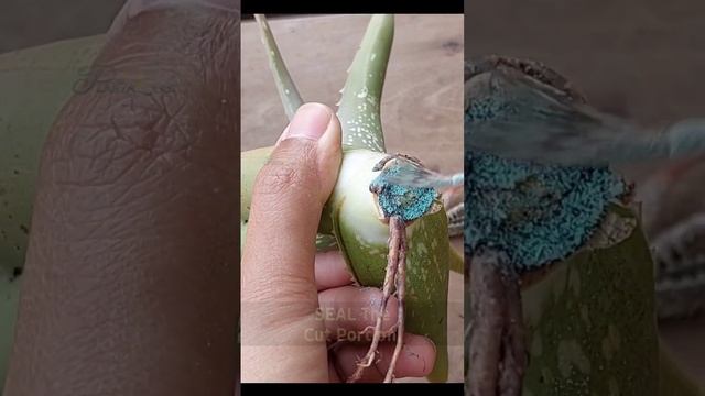 Aloe Vera Plant Care - Revive A Dying Plant смотреть онлайн
