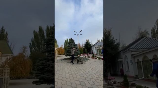 Топиарные стрижки. Заказать услугу можно по номеру: +79081842203