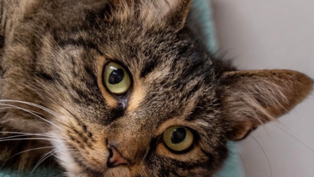 котик смотреть онлайн