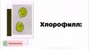УРОК 4|7 класс. Многообразие водорослей