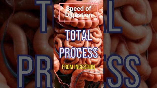 Digestion Speed and Excretion Time stomach anatomy facts