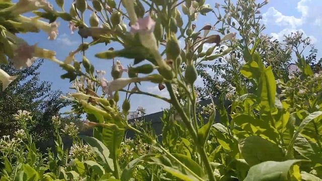 Полив табака: Как правильно выбрать удобрения – под корень или по листу? смотреть онлайн