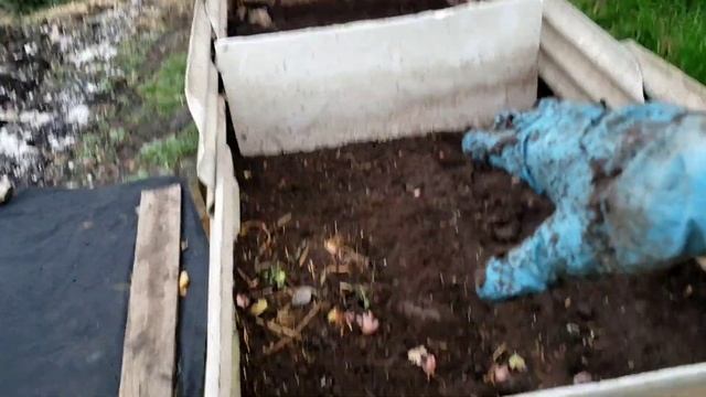 3 ноября. Последняя выборка червя на улице из буртов. смотреть онлайн