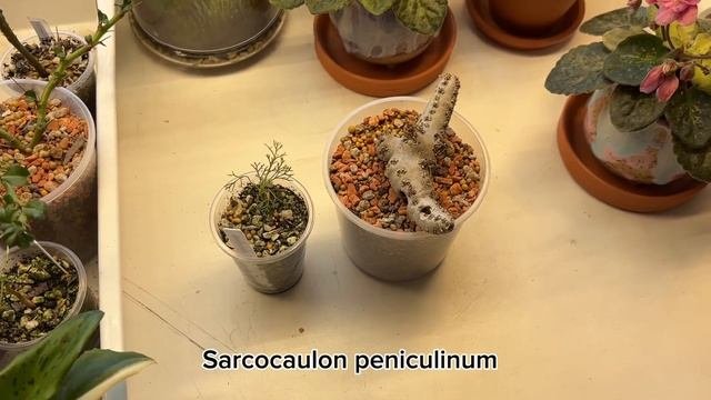 Моя коллекция растений (adiantum, Sarcocaulon, Utricularia). Часть 1