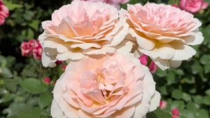 Розы первогодки. Правила ухода за розами первого года жизни.