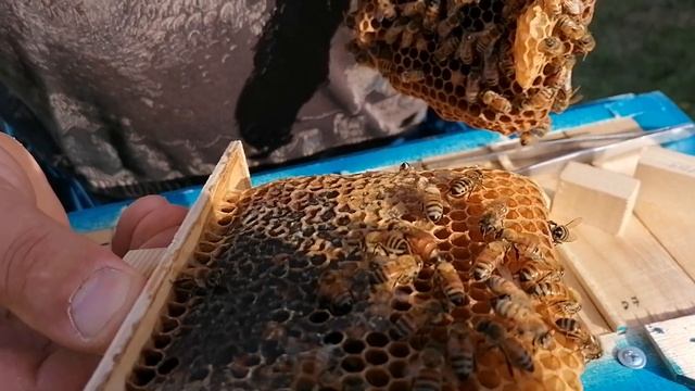 Цвет маток бакфаст смотреть онлайн