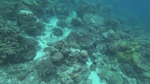 Гиганские Моллюски Тридакны. Филлипины. Баликасаг. Balicasag island.Gigantic Tridacna.Philippines