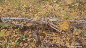 Девчонки меня уделали по грибам,грибалка 2023 Поздней осенью