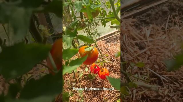 Томат Черный Осхард. американские сорта томатов. смотреть онлайн