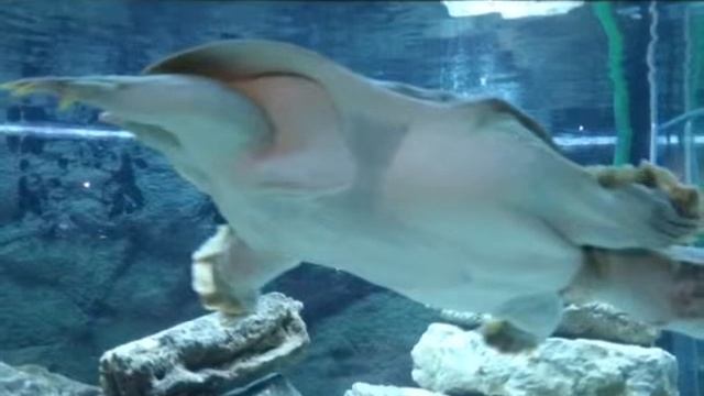 Океанариум. Часть 3. смотреть онлайн