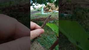 прививка черенком 1