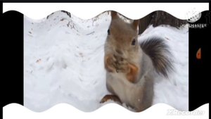 Любопытная белка in G Major 15