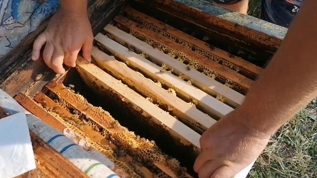 Пчёлы старлайн. Итог. смотреть онлайн