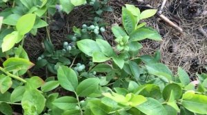 ПРАВИЛЬНАЯ ПОСАДКА ГОЛУБИКИ - ЗАЛОГ УРОЖАЯ!