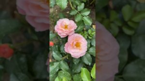 Роза Мари-Кюри в конце Августа