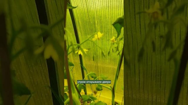 А как вы справляетесь с жарой? #мульчирование #природноеземледелие #дача смотреть онлайн