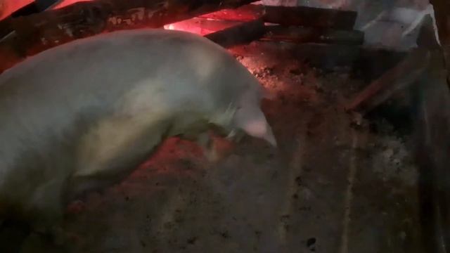 Ночной опрос (признаки подготовки к опросу у свиньи)