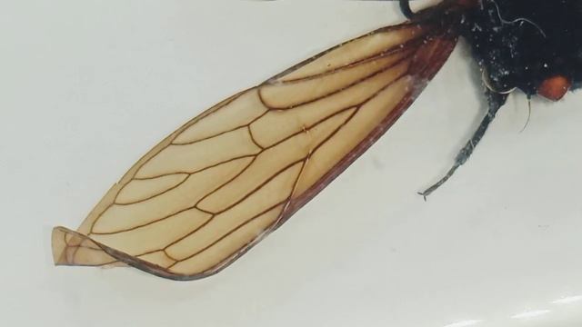 Цикады (Cicadidae), (huechys fusca) [членистоногие]